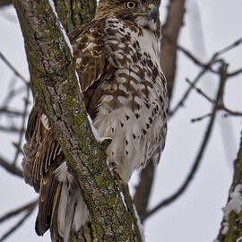 Red Shouldered Hawk - Madison - Wisconsin by Steven Ralser
