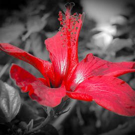 Red show by AM FineArtPrints