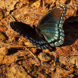 Red Spotted Admiral  by Flees Photos