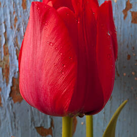 Red Tulip by Garry Gay