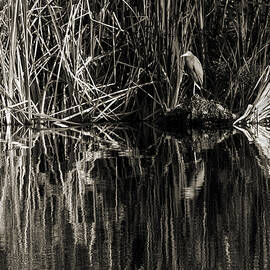 Reeds and Heron by Steven Sparks