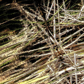 Reeds Reflected by Steven Sparks