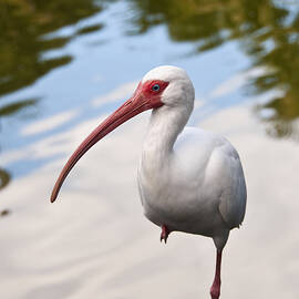 Resting On One Leg by Steven Sparks