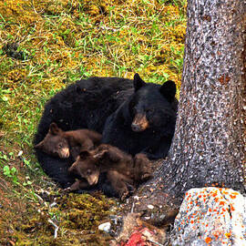 Resting Peacefully In Jasper by Adam Jewell