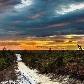 Road into The Pinelands by Louis Dallara