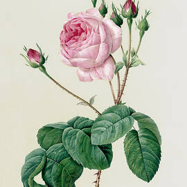 Rosa Centifolia Bullata by Pierre Joseph Redoute