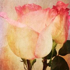Rosas by Onedayoneimage Photography