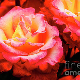 Rose Garden by Bruce Block