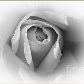 Rose - High Key by Stefano Senise