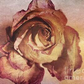 Rose in Time by Onedayoneimage Photography