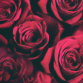 Roses are Red by Jessica Jenney