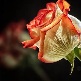 Rosy Red Reflections by Bill and Linda Tiepelman