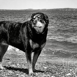 Rottweiler at The Shore by Olivier Le Queinec