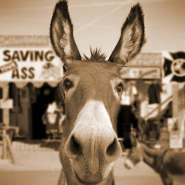 Route 66 - Oatman Donkeys by Mike McGlothlen