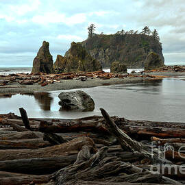 Ruby Beach Driftwood by Adam Jewell