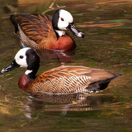 White-faced whistling duck by Flees Photos
