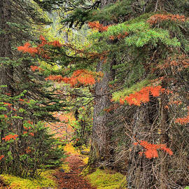 Sacred Path by Adam Jewell