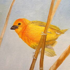 Saffron Finch by Angeles M Pomata