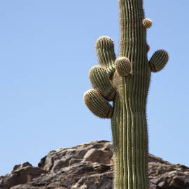Saguaro 1 by Kelley King