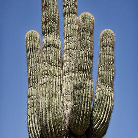 Saguaro 2 by Kelley King