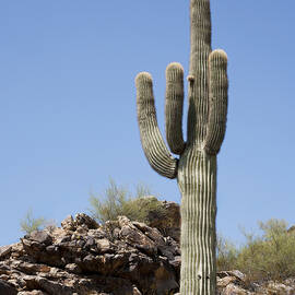 Saguaro 3 by Kelley King