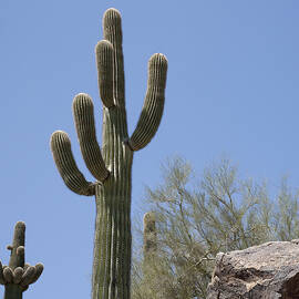 Saguaro 6 by Kelley King