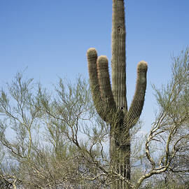 Saguaro 8 by Kelley King