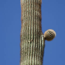 Saguaro 9 by Kelley King