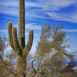 Saguaro Cactus of the Desert Southwest by Kelley King