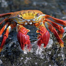 Sally Lightfoot Crab in water by Sami Sarkis Photography