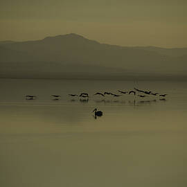 Salton Sea  by Matt Halvorson