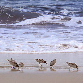 Sand Dancers by Steven Sparks