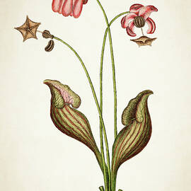 Sarracena Canadensis Botanical print by Aged Pixel