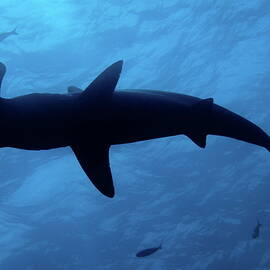 Scalloped Hammerhead shark underwater view by Sami Sarkis Photography