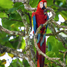 Scarlet Macaw by David Morefield