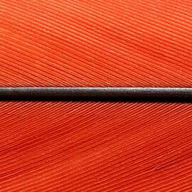 Scarlet Macaw Feather by KJ Swan