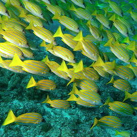School of blue stripe snapper by Sami Sarkis Photography