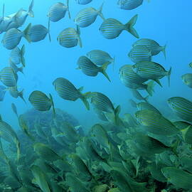 School of Salema fishes Sarpa salpa by Sami Sarkis Photography