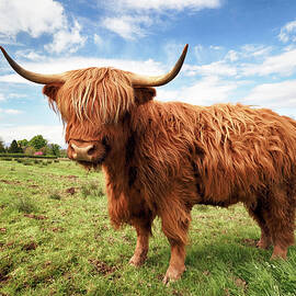 Scottish Highland Cow - Trossachs by Grant Glendinning