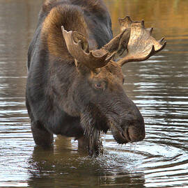 Scouting The Bottom by Adam Jewell