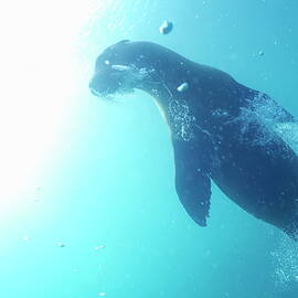 Sea lion swimming underwater  by Sami Sarkis Photography