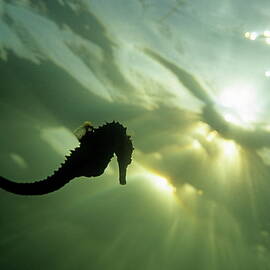 Seahorse  silhouette underwater by Sami Sarkis Photography