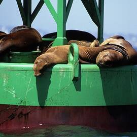 Seals on channel marker by David Shuler