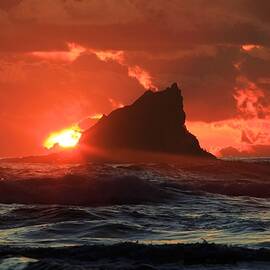 Second Beach Shark by Adam Jewell