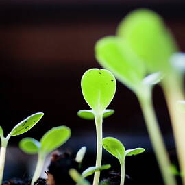 Seeding shoots coming up from the ground by Sami Sarkis Photography