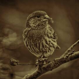 Sepia House Finch by Dale Kauzlaric