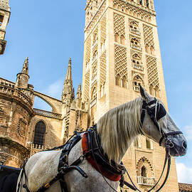 Seville - The Giralda and a white horse by AM FineArtPrints