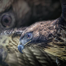 Shadows by Ghostwinds Photography