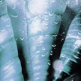 Shells and ocean spray by Jorgo Photography