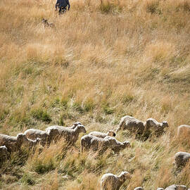 Shepherd Tending Sheep in Colorado by Mary Lee Dereske